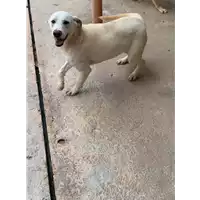 Foto dell\'animale Comune di Montemiletto - 380260044960489