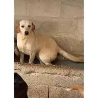 Foto dell\'animale Comune di Montemiletto - 380260044961163
