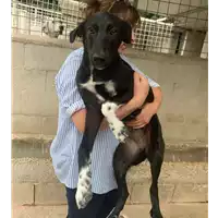 Foto dell\'animale Comune di Altavilla Irpina - 380260044436076