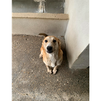 Foto dell\'animale Comune di Roccabascerana - 380260044963150