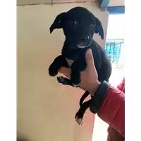 Foto dell\'animale Comune di Altavilla Irpina - 380260044757797