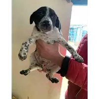 Foto dell\'animale Comune di Altavilla Irpina - 380260044759902