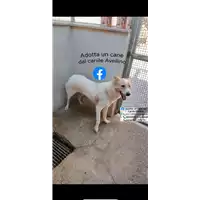 Foto dell\'animale Comune di Altavilla Irpina - 380260044649571