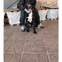 Foto dell\'animale Comune di Puglianello - 380260045053081