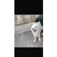 Foto dell\'animale Comune di Amorosi - 380260045052632
