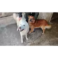 Foto dell\'animale Comune di Amorosi - 380260045052795