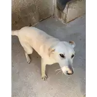Foto dell\'animale Comune di Roccabascerana - 380260044947851