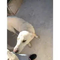 Foto dell\'animale Comune di Roccabascerana - 380260044948016