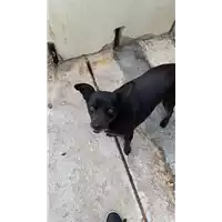 Foto dell\'animale Comune di Amorosi - 380260044411145