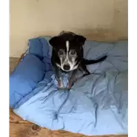 Foto dell\'animale Comune di Amorosi - 380260045053512