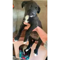 Foto dell\'animale Comune di Campolattaro - 380260045053099