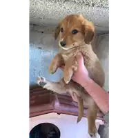 Foto dell\'animale Comune di Campolattaro - 380260045053078