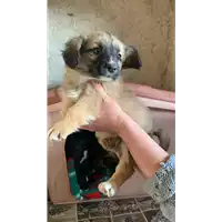 Foto dell\'animale Comune di Campolattaro - 380260045053519