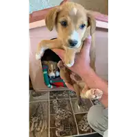 Foto dell\'animale Comune di Campolattaro - 380260045053351