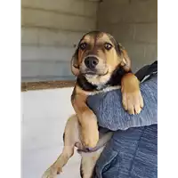 Foto dell\'animale Comune di Altavilla Irpina - 380260044967945