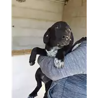 Foto dell\'animale Comune di Altavilla Irpina - 380260044970965
