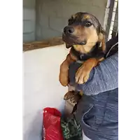 Foto dell\'animale Comune di Altavilla Irpina - 380260044970960