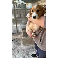 Foto dell\'animale Comune di Campolattaro - 380260045052871
