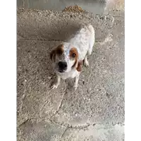 Foto dell\'animale Comune di Montefredane - 380260044963378