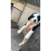 Foto dell\'animale Comune di Montefredane - 380260044947339