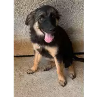 Foto dell\'animale Comune di Amorosi - 380260045270152