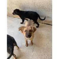 Foto dell\'animale Comune di Amorosi - 380260045270037