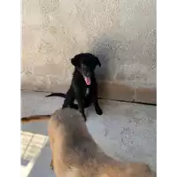 Foto dell\'animale Comune di Amorosi - 380260045269832