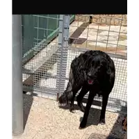 Foto dell\'animale Comune di Amorosi - 380260045269647