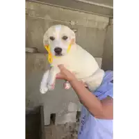 Foto dell\'animale Comune di Grottolella - 380260044946567