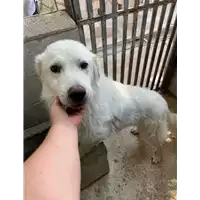 Foto dell\'animale Comune di Roccabascerana - 380260044957746