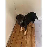 Foto dell\'animale Comune di Bonea - 380260045217485