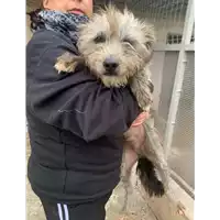 Foto dell\'animale Comune di Pratola Serra - 380260044969156
