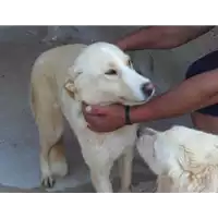 Foto dell\'animale Comune di Amorosi - 380260044050547