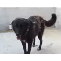 Foto dell\'animale Comune di Amorosi - 941000001758511