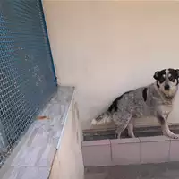 Foto dell\'animale Comune di Rotondi - 380260045231903