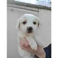 Foto dell\'animale Comune di Montefredane - 380260045188634