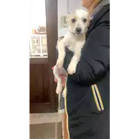 Foto dell\'animale Comune di Montefredane - 380260045188497