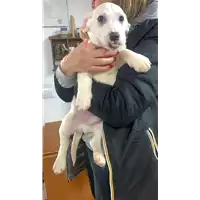 Foto dell\'animale Comune di Montefredane - 380260045231494