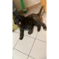 Foto dell\'animale Comune di Ospedaletto d'Alpinolo - 380260045168762