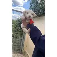 Foto dell\'animale Comune di Altavilla Irpina - 380260045182955