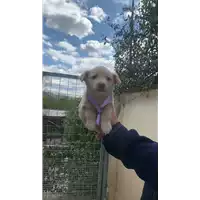 Foto dell\'animale Comune di Altavilla Irpina - 380260045185836
