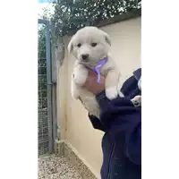 Foto dell\'animale Comune di Altavilla Irpina - 380260045153186