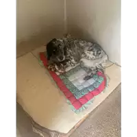 Foto dell\'animale Comune di Pietrastornina - 380260045152651