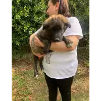 Foto dell\'animale Comune di Roccabascerana - 380260045152894