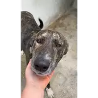 Foto dell\'animale Comune di Pietrastornina - 380260045168868