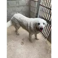 Foto dell\'animale Comune di Capriglia Irpina - 380260044970628