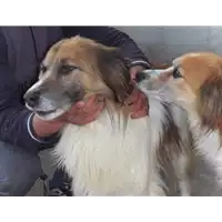 Foto dell\'animale Comune di Prata P. U. - 941000001598562