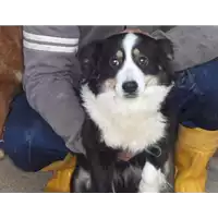 Foto dell\'animale Comune di Roccabascerana - 982009106669723