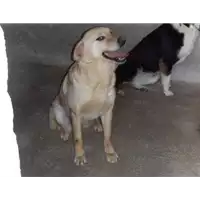 Foto dell\'animale Comune di Amorosi - 941000001863471