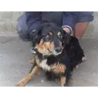 Foto dell\'animale Comune di Amorosi - 941000001821894